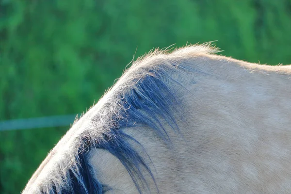 彼女が擦り傷している間 馬のたてがみに髪の細かい 日当たりの良い 風を吹きました — ストック写真