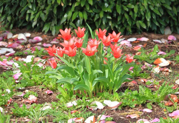 Wide View Bright Red Cluster Planted Tulips Used Landscape Residential — Stock Photo, Image