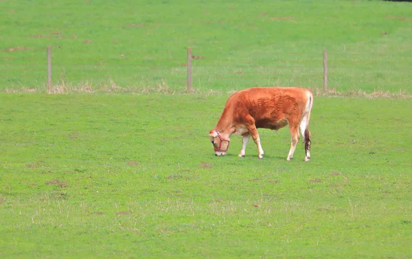 Amplia Vista Una Vaca Lechera Jersey Pastando Una Exuberante Alfombra — Foto de Stock