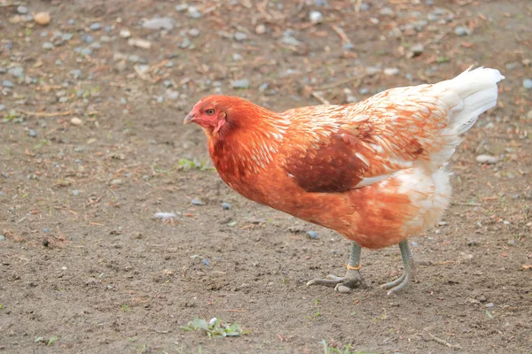 Ein Freilaufendes Braunes Huhn Bekannt Für Seine Eier Produzierenden Qualitäten — Stockfoto