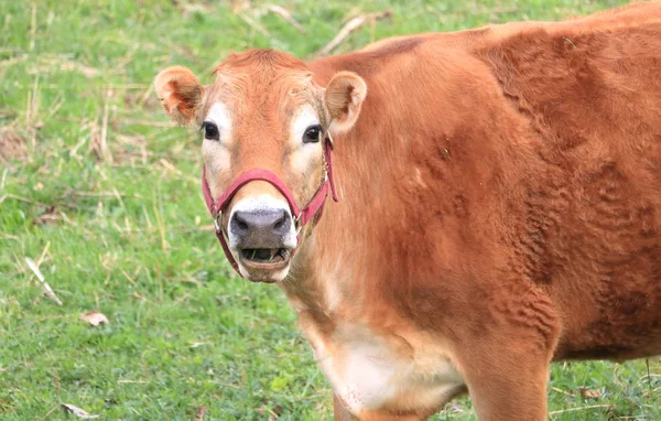 Mladá Jerseyská Kráva Absolutním Úžasu Když Tebe Bude Mít Oči — Stock fotografie