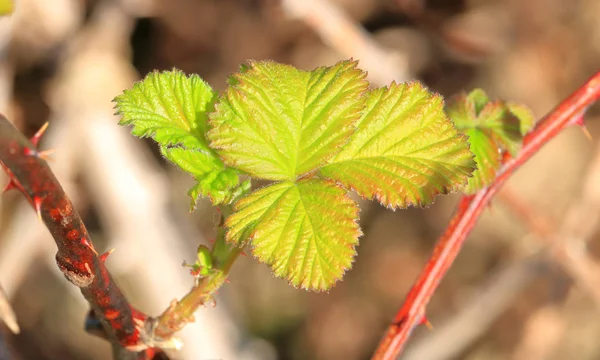 Close High Angle View Fresh Wild Blackberry Leaves Forming First — Stock Photo, Image