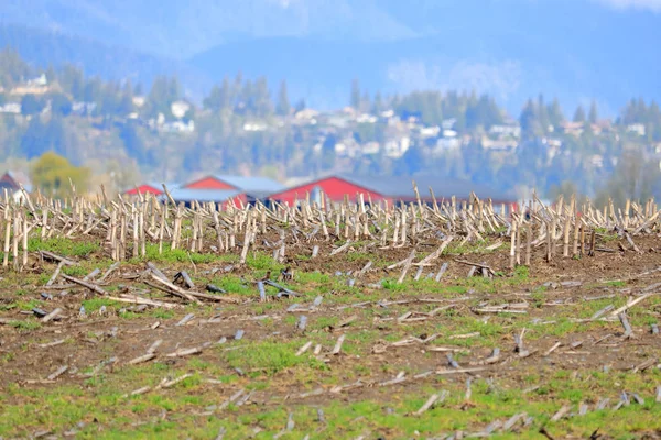Půdy Tyčí Krátká Kukuřice Vše Zůstává Úspěšné Sklizni — Stock fotografie