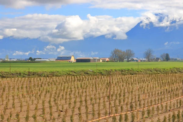 Mezőgazdasági Földterület Fraser Völgyben Vegyes Növények Találhatók Gazdaságok British Columbia — Stock Fotó