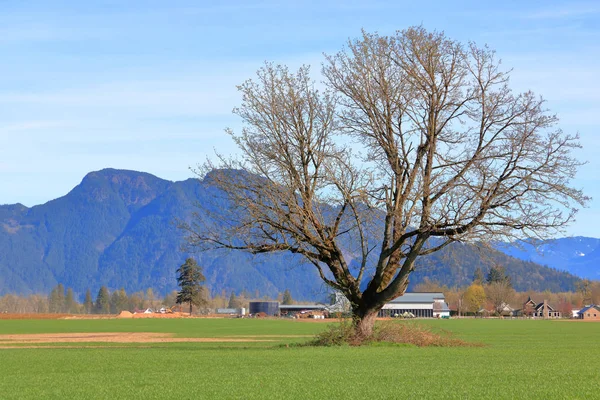 Starý Venkovský Strom Elm Začátku Jara Před Listím Přeměňuje Kanadský — Stock fotografie