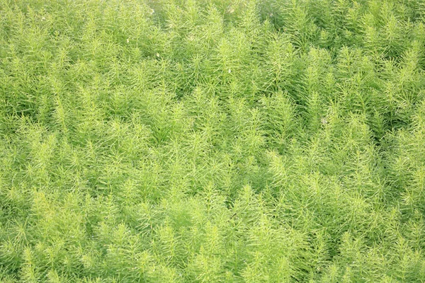 アンジェリーナセダム Rupestre のフルフレームビュー 岩の庭でよく見られる明るいシャルトリューズの葉である干ばつ耐性の地上カバー — ストック写真