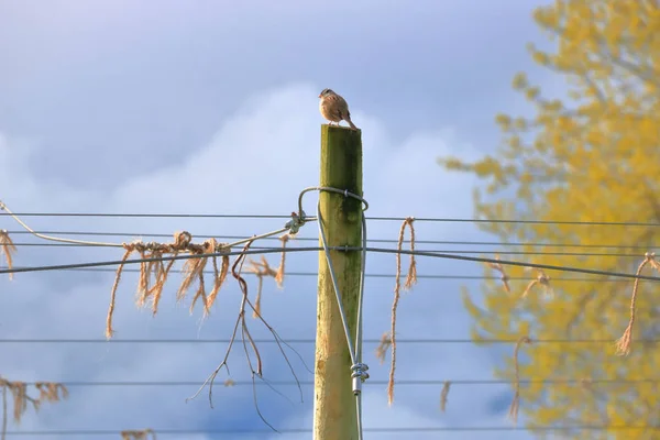 Yalnız Bir Yetişkin Swallow Çevre Levrek Gözlemlemek Için Yüksek Güvenli — Stok fotoğraf