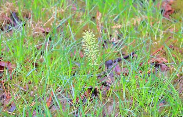 Vue Rapprochée Prêle Une Mauvaise Herbe Que Trouve Couramment Dans — Photo