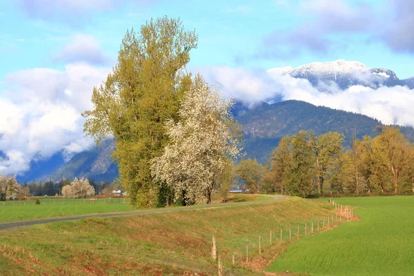Een Verhoogde Kronkelende Route Passeert Bomen Met Witte Bloesems Een — Stockfoto