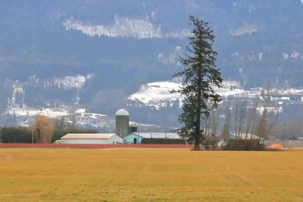 Vue Paysage Des Prairies Vallée Jaunes Dormantes Pendant Les Longs — Photo