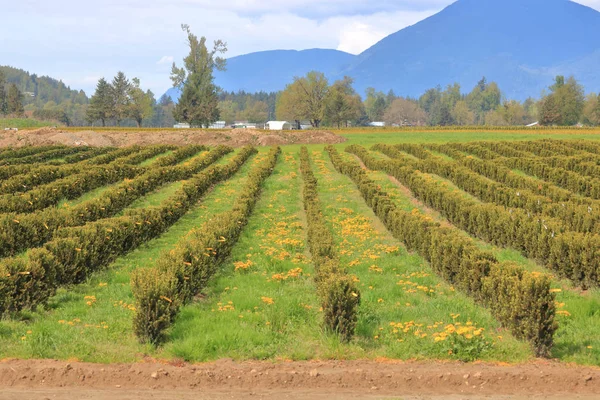 Wide Pandangan Lanskap Dari Sebuah Peternakan Pohon Dan Gulma Dandelion — Stok Foto