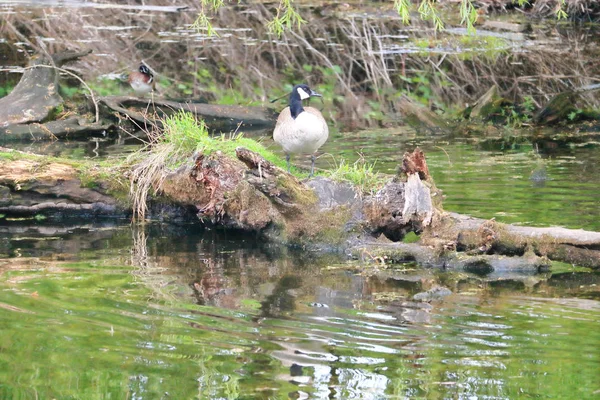 Kanada Goose Jej Środowiska Gdzie Gniazdowania Jest Dobrze Zabezpieczone Zakamudowane — Zdjęcie stockowe
