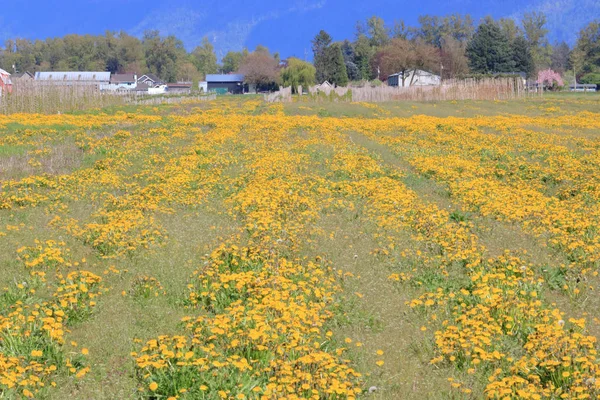 Wide View Thick Carpet Bright Yellow Dandelions Covering Grassy Field — 스톡 사진