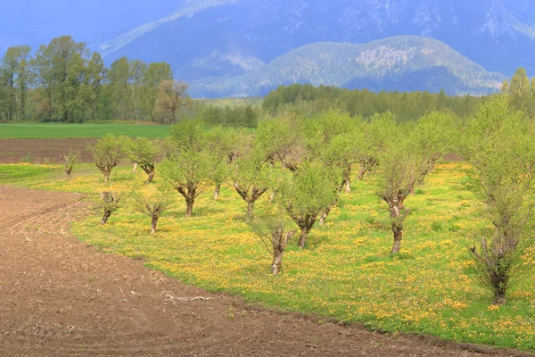 Lkbaharın Başlarında Parlak Sarı Karahindibalarla Kaplı Bir Fındık Bahçesi — Stok fotoğraf