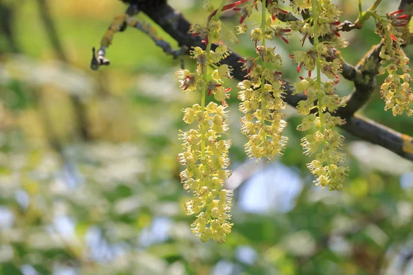 Vicino Grappoli Semi Tiglio Che Emergono Durante Primavera Nel Canada — Foto Stock