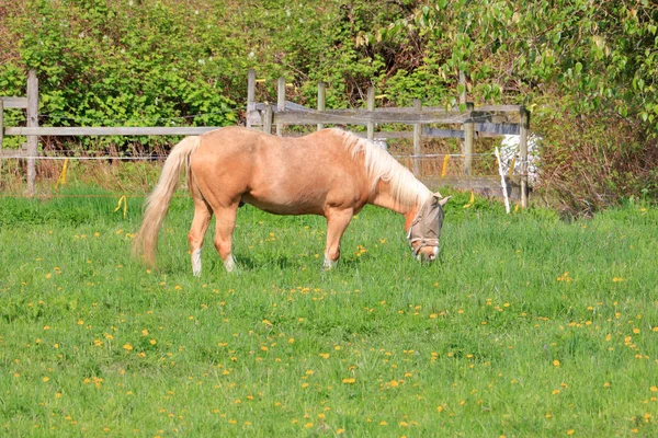 耳と目を保護するヘッドギアを装備しながら牧草地で放牧する馬のプロフィールビュー — ストック写真