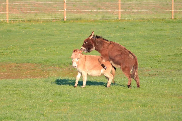Paarungszeit Und Ein Esel Besteigt Seine Partnerin Während Der Balz — Stockfoto