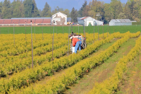 Wide View Field Worker Tending Specialized Crop Cedar Trees Front — Stock Photo, Image