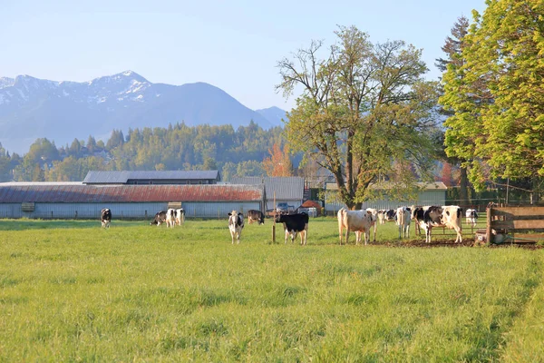 Vista Ampla Paisagem Vacas Pastando Pasto Panorâmico Frente Edifícios Agrícolas — Fotografia de Stock