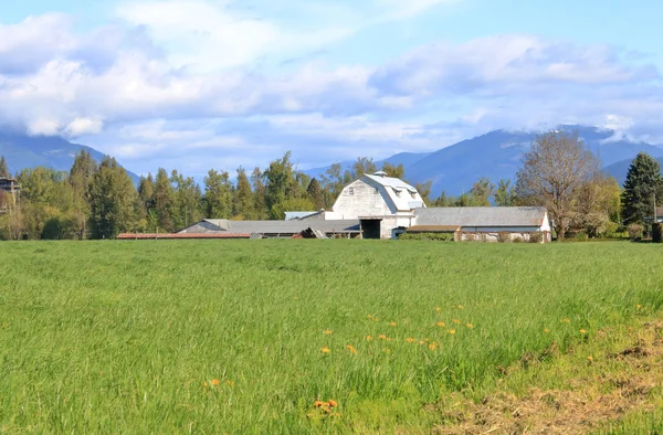 Vue Panoramique Hautes Herbes Printanières Devant Une Vieille Grange Blanche — Photo