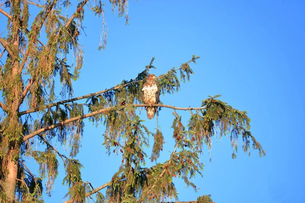 一个成年的红尾鹰与松树很好地融合 他坐在那里 看着周围的风景 — 图库照片