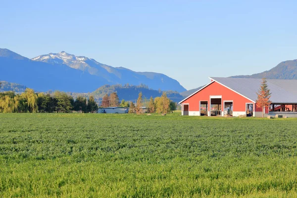春天的草地和一个大的红色谷仓包含一个早晨山谷的乡村景观 — 图库照片