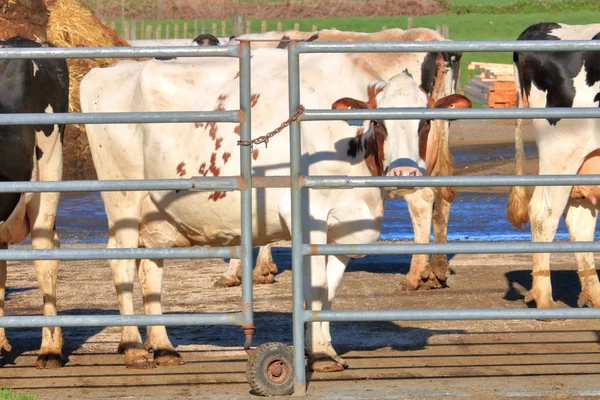 Chiudi Profilo Una Mucca Latte Hereford Piedi Contro Ringhiera Metallo — Foto Stock