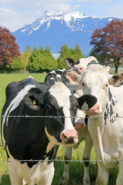 Vacas Lecheras Hereford Agolpan Alrededor Una Cerca Alambre Púas Para —  Fotos de Stock