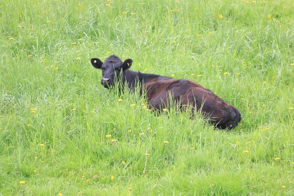 一只年轻的安格斯牛躺在草地上 周围是高高的厚草 — 图库照片