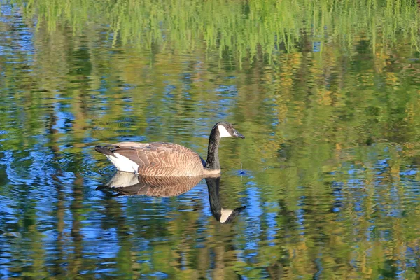 Full Profile View Canada Goose Swims Beautiful Reflective Water Creek — Stock Photo, Image