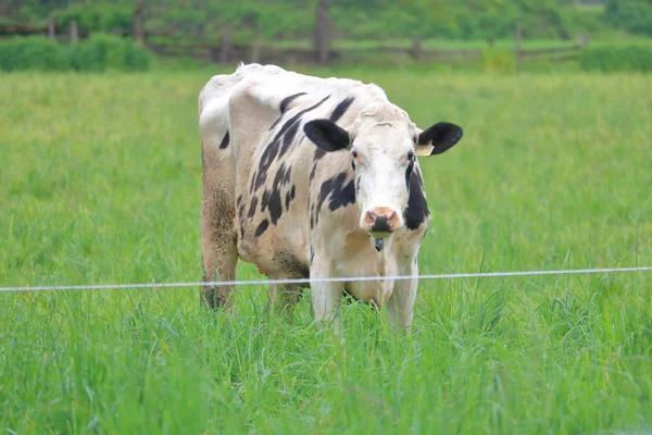 Una Mucca Latte Trova Dietro Singolo Filo Elettrico Carico Che — Foto Stock