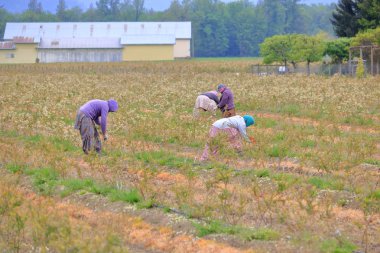 A group of immigrants work in a field maintaining and taking care of a blueberry crop.  clipart