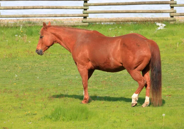 Pastvě Stojí Kůň Který Přirozenou Polohu Když Ponechá Svou Zadní — Stock fotografie