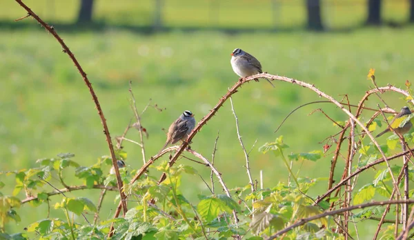 Male Female Wren Share Prickly Blackberry Branch Spring Mating Season — Stock Photo, Image