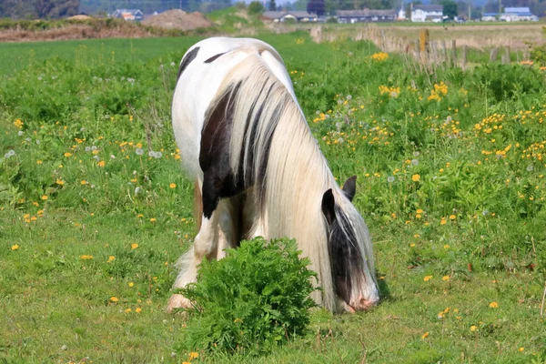 Přední Pohled Nádherný Clydesdalský Kůň Pátravě Pastvině Během Letních Měsíců — Stock fotografie