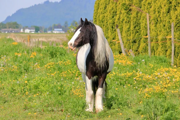 Vollständige Frontansicht Eines Erwachsenen Schottischen Clydesdale Pferdes Das Den Sommermonaten — Stockfoto