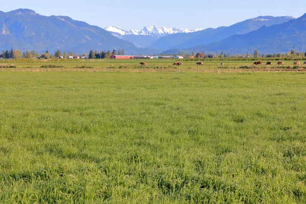 Amplias Tierras Pastoreo Rural Abierto Que Encuentran Columbia Británica Suroeste —  Fotos de Stock