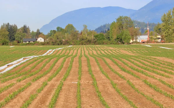 Plastic Covers Used Accelerate Crop Growth Has Been Removed Cornfield — Stock Photo, Image