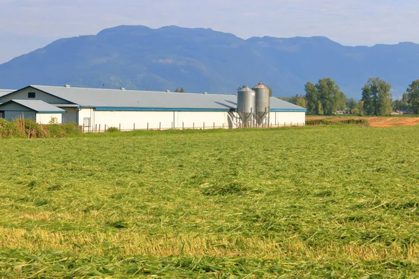 春の季節に熟した草原が生えているカナダ ブリティッシュコロンビア州の転がる山々に囲まれた家畜用農場の景観 — ストック写真