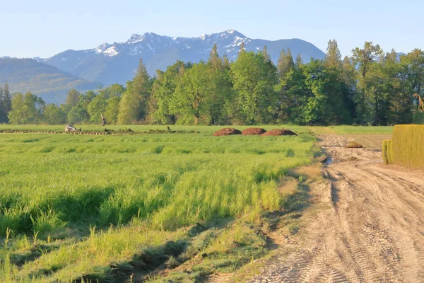 Krajinný Pohled Stromovou Farmu Obklopenou Bujnými Zelenými Travinami Horském Údolí — Stock fotografie