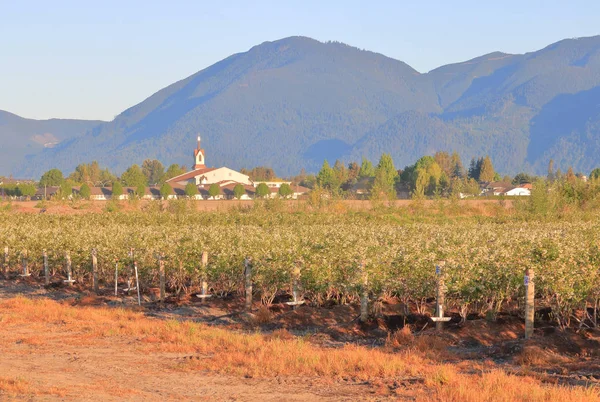 Wide View Blueberry Bushes Beautiful White Blooms Set Front Church — 스톡 사진