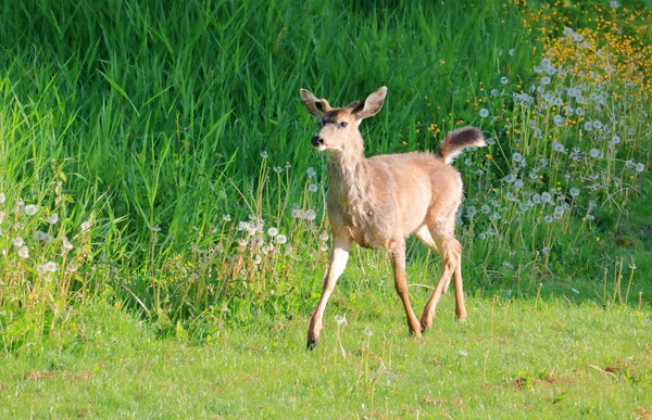 一只年轻的黑尾鹿从右到左穿过初夏的草地 — 图库照片