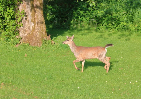 一只年轻的黑尾鹿从右到左穿过草地的全图 — 图库照片