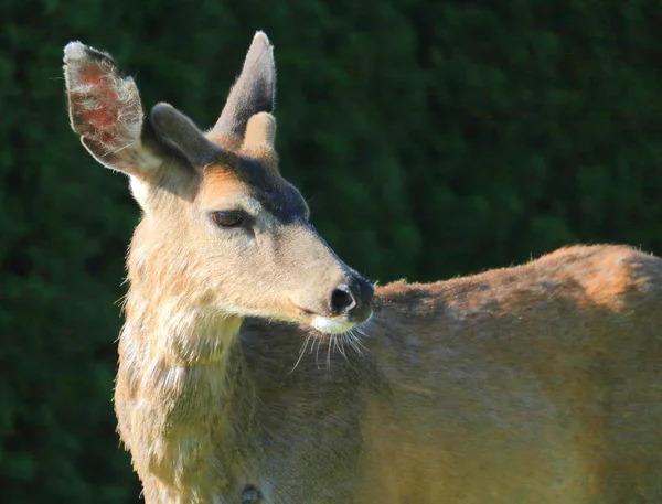 Zamknij Portret Młodego Jelenia Czarny Ogon Brakującym Kawałku Ucha Krótkie — Zdjęcie stockowe