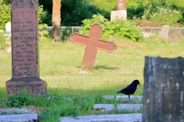 Focus Centered Turn Century Grave Marker Surrounded Tombstones Graves Blackbird — Stock Photo, Image