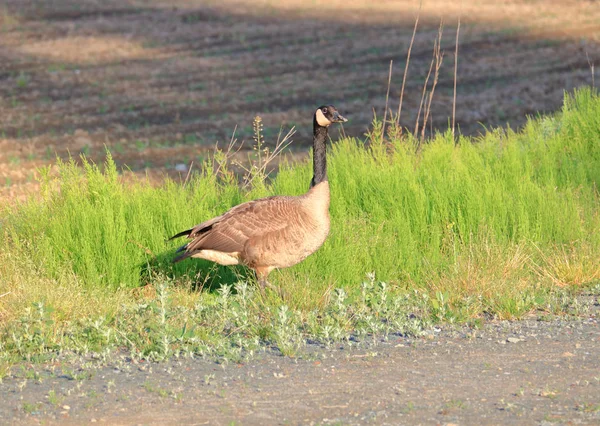 Right Profile View Large Adult Canada Goose Grazing Grassy Field — Stock Photo, Image