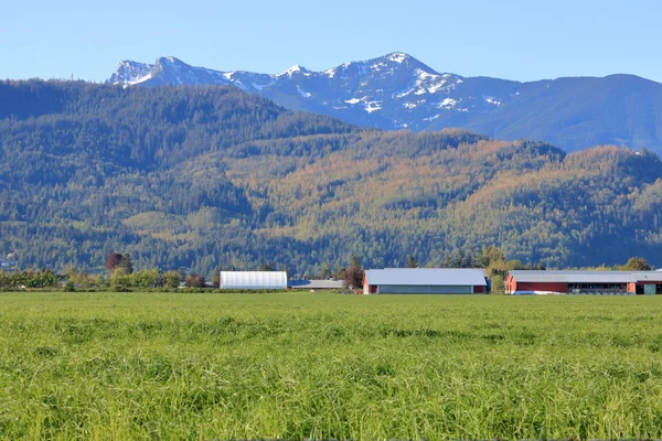 Široký Pohled Zemědělské Budovy Včetně Zasazené Krásné Krajiny Fraser Valley — Stock fotografie