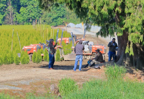 Landarbeiter Aus Südamerika Machen Während Ihrer Arbeit Auf Einer Baumfarm — Stockfoto