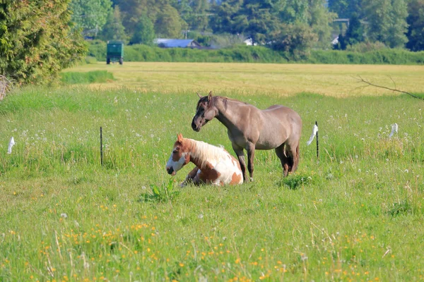 リラックスして休息 2頭の成熟した馬は 夏の間に農村の設定で緑豊かな牧草地を楽しもう — ストック写真