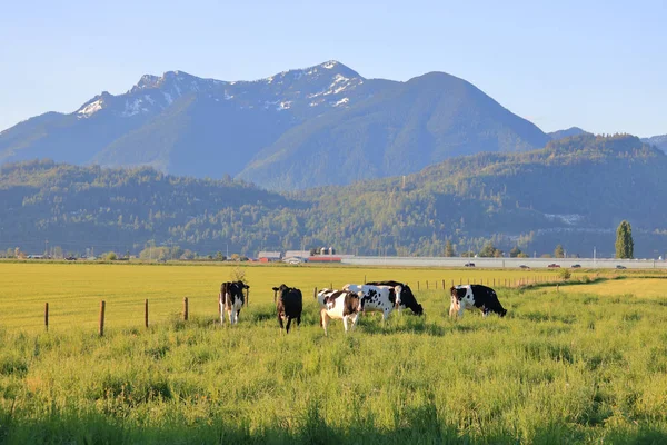Αγελάδες Γαλακτοπαραγωγής Που Βόσκουν Ορθάνοιχτα Βοσκοτόπια Μια Κοιλάδα Που Περιβάλλεται — Φωτογραφία Αρχείου